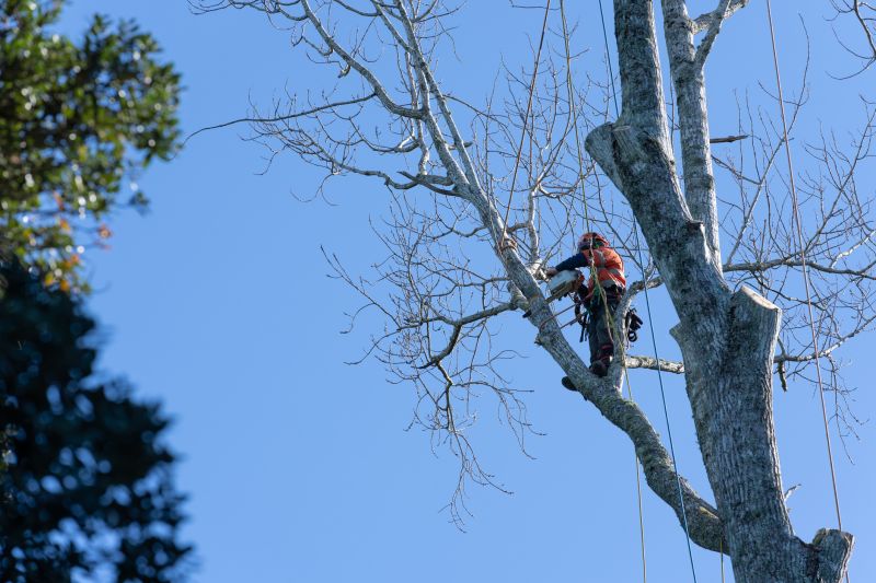 Clearing Large Trees