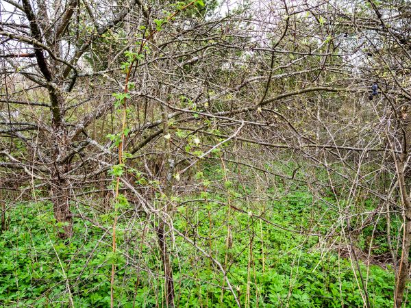 Underbrush Clearing in Fresno