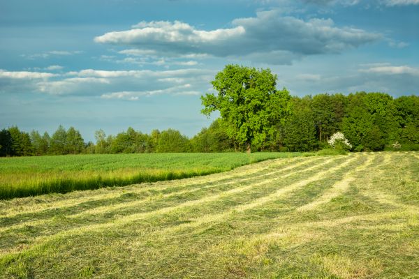 Vegetation Removal in Fresno