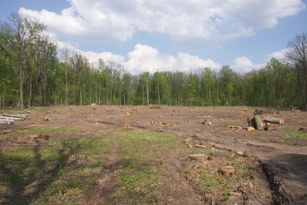 Pasture Clearing in Fresno