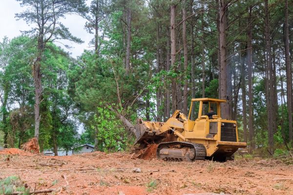 Forest Thinning in Fresno