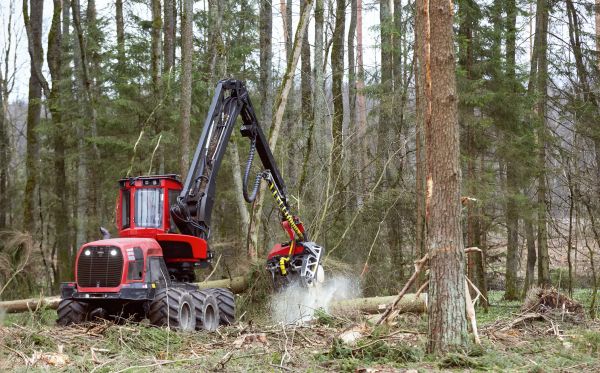 Forest Clearance Service in Fresno